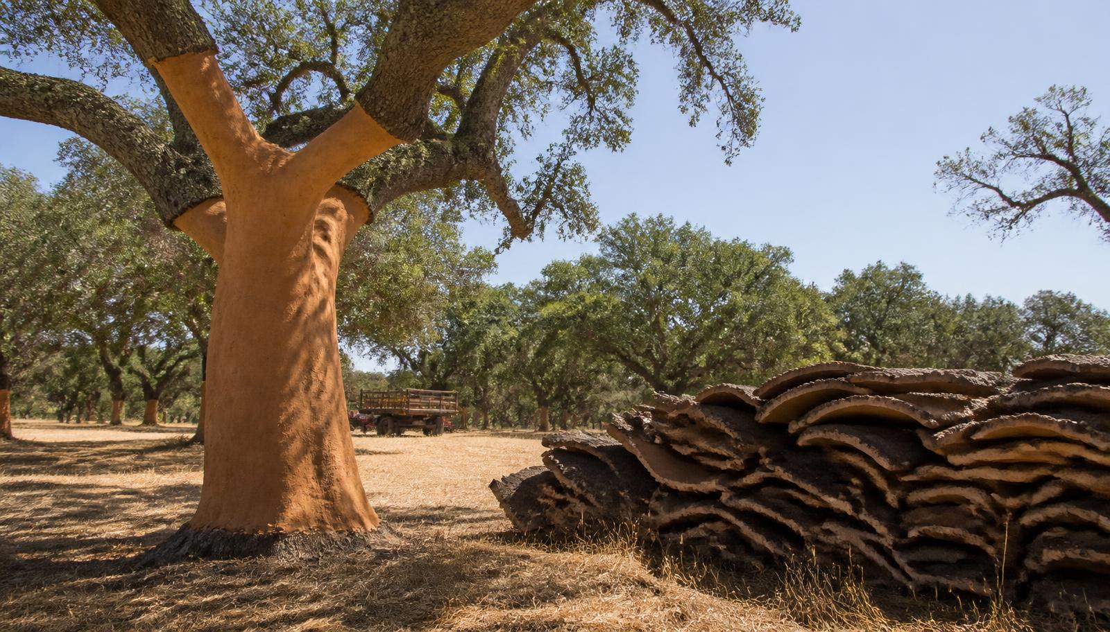 A harvested cork oak tree with stacked slabs of cork bark beside it